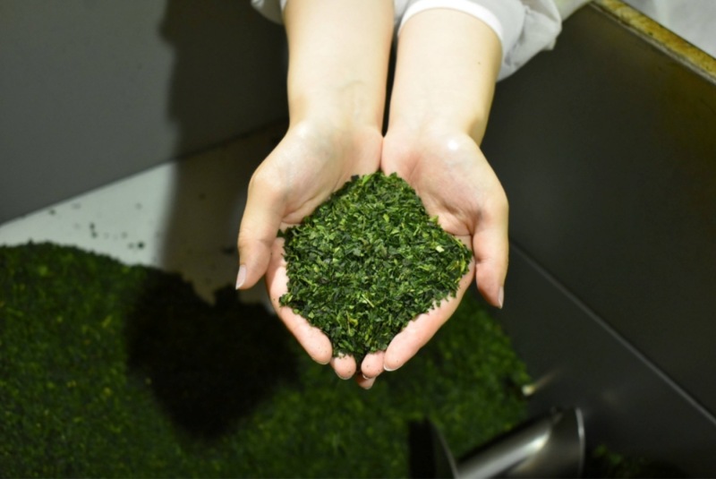 Nguồn cung đứt gãy, giá matcha tăng vọt khiến chủ quán chật vật
