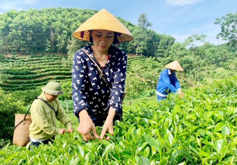 Nền tảng câu chuyện từ nông sản Việt